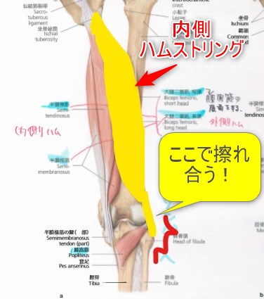 膝の内側の筋肉